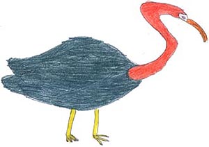 Ibis